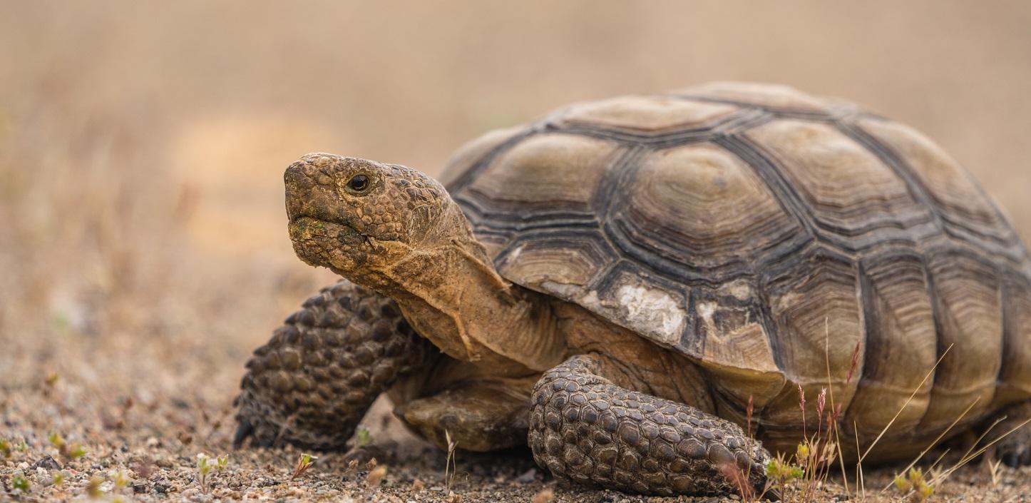 Buy desert tortoise best sale